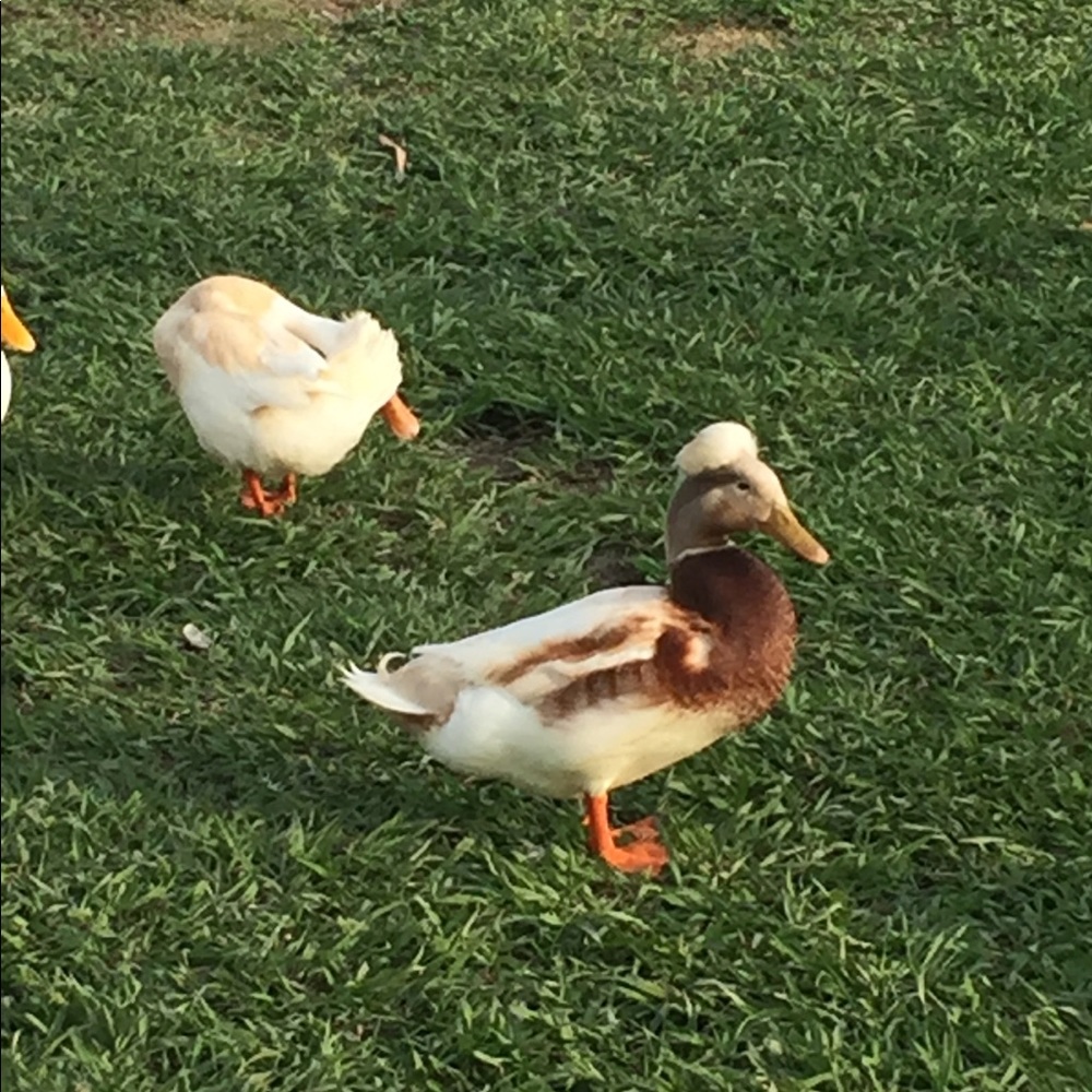 Meet your Posher, Ana